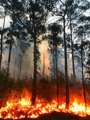 Fototapeta na wymiar A fire burning on the South Coast of NSW