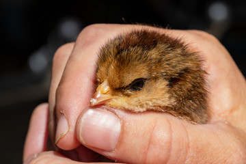 Young chick with visible egg tooth, just days after being born. © Chad Robertson