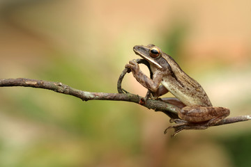 tree frog on a tree