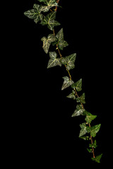 Ivy branch with green foliage, isolated on black background