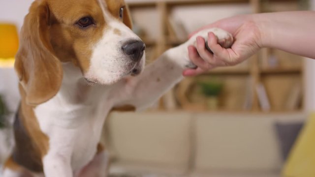 Close up shot of obedient cute beagle dog eating treat from hand of owner and giving paw while learning new trick at home