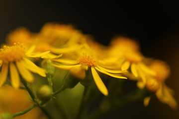 springs  yellow flowers in garden