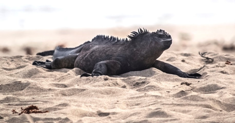 Galapagos marine iguana, Isabela, Ecuador, beach, sand, wildlife, tropical, island