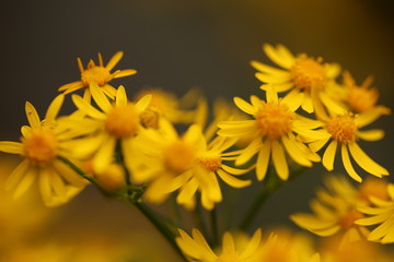 springs  yellow flowers in garden