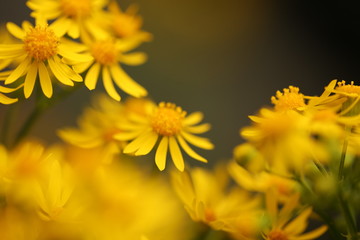springs  yellow flowers in garden