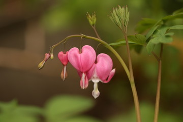 pink bleeding heart flowers in the garden, seasonal flowers