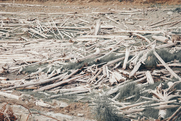 dry fallen trees on the ground. Sawmill, wood industry, construction, firewood, deforestation, environmental disaster
