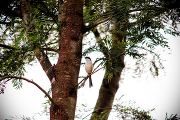 Bird in forest tree
