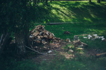 prepared firewood for the winter and an axe. dry fallen trees on the ground. Sawmill, woodworking industry, construction
