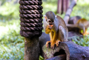 little funny monkeys eat on twigs.