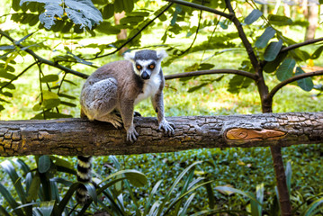 Little funny lemurs play on the branches.