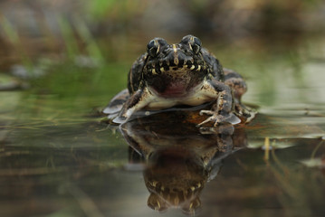 frog in the water