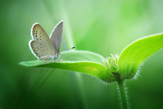 Beautiful Butterfly with Lovely Surrounding - Amazing Macro Photo Series