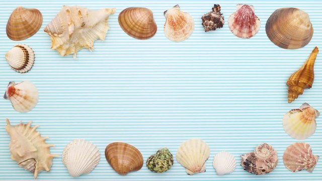 Seashells make frame for summer on blue background - Stop motion 