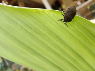 bug on leaf