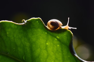 snail on a leaf © abdul gapur dayak