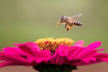 Flying Bee Pollunating A Flower - Amazing Macro Photo Series