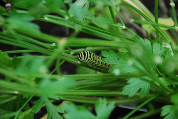 Caterpillar hiding in parsley