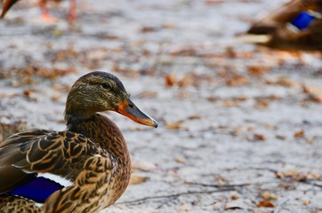 Purple duck with another in the background with bright purple feather