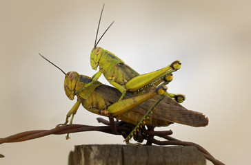 grasshopper on the ground