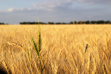 Texas Wheat Field