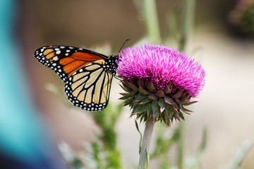 Monarch on Thistle