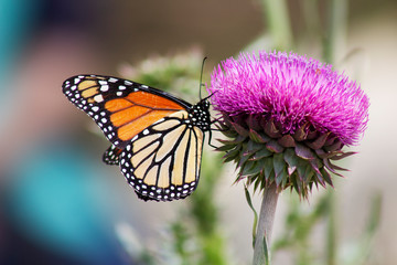 Monarch on Thistle