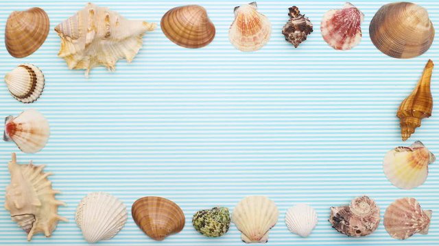 Seashells frame for summer on blue background - Stop motion 