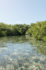 Fototapeta na wymiar Caribbean transparent water and mangroves on top of the ocean during a summer day 