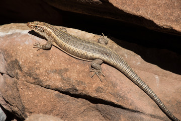 Western Giant Plated Lizard.Matabosaurus maltzahni.Namibia.Africa