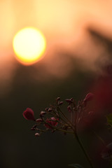 sunset in the forest with a beautifull red flower.