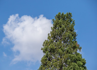 Trees isolated against a blue sky with white cloud formations image for background use