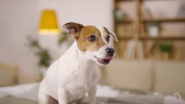 Cute jack russel terrier dog sitting at home, begging for food with one paw up and eating treat from hand of female owner