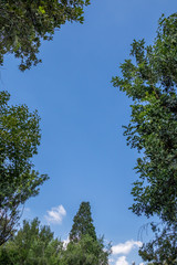 Trees isolated against a blue sky with white cloud formations image for background use