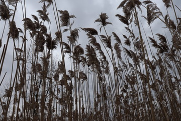 reeds in the wind in focus with grey clouds in the background sea fans 