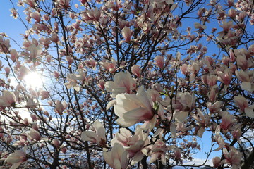 scattered pink magnolia tree bloomed during springtime long island new york
