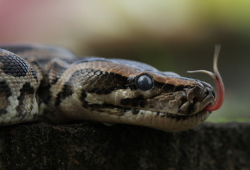close up of a snake