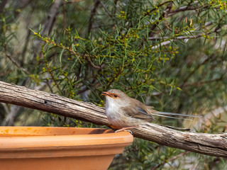 The adult female Superb Fairywren (Malurus cyaneus) has has basic grey plumage with a tran colored strip through her eye. The belly is grey-white and the bill is black.