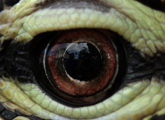 Fototapeta premium eye of a lizard