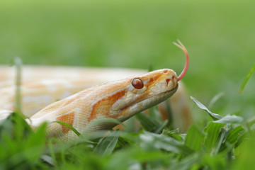 snake in the grass