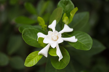 cape jasmin
