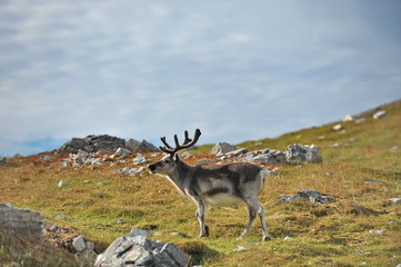 Naklejka premium Wild deer walks along the tundra and eats moss.