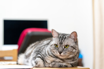 スコテッシュフォールド