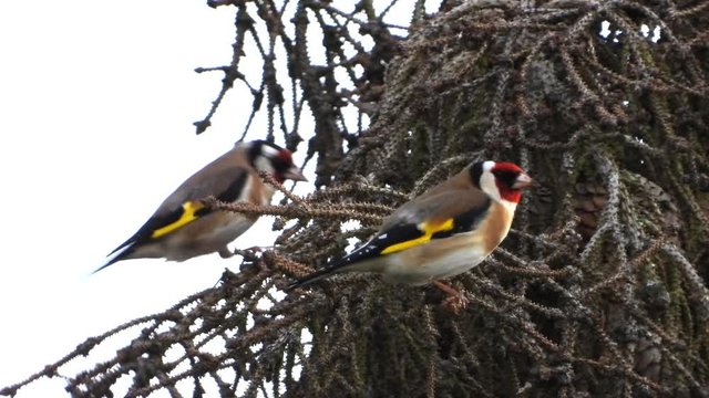 Stieglitz&nbsp;(Carduelis carduelis) singt