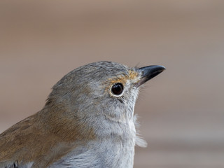 An immature Grey Shrikethrush (Colluricincla harmonica) subspecies "harmonica" with mostly grey plumage, olive-grey back, a brown eye stripe, pale grey-white cheeks and underparts.