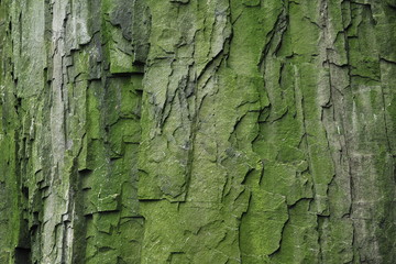 The texture of basalt rocks on the island of Svalbard.