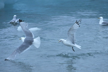 Seagulls fly over sea water near the Spitsbergen archipelago.