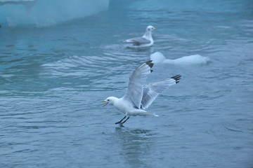 Seagulls fly over sea water near the Spitsbergen archipelago.