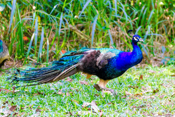 Obraz premium beautiful, bright peacock, with a chic tail of feathers.