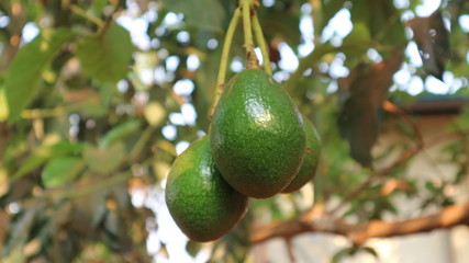 Avocado varieties Hass the meat is delicious.	
